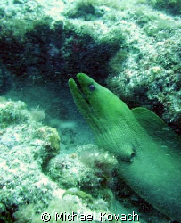 Green Moray eel on the first reef line off of the beach a... by Michael Kovach 